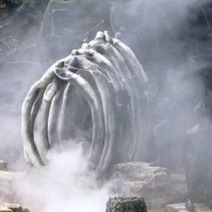 Simba König der Tiere