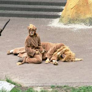 Simba König der Tiere